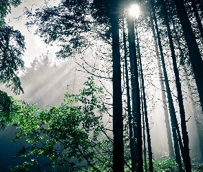 Las, Światło, Przebijające, Drzewa
