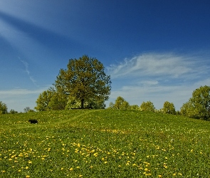 Łąka, Słońca, Promienie, Drzewa