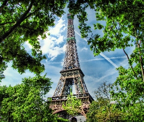 Paryż, Drzewa, Eiffla, Wieża