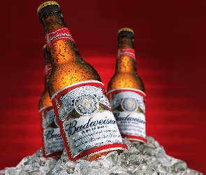 Budweiser, Piwo