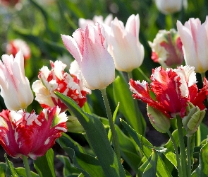 Kolorowe, Tulipany