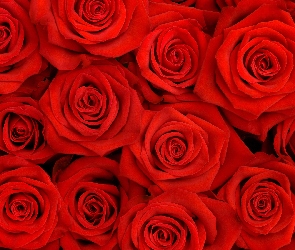 Bukiet, Róże, Czerwone