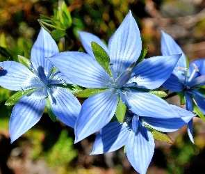 Niebieskie, Owad, Kwiaty