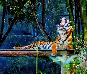 Tygrys, Kładka