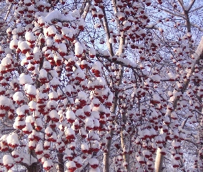 Ośnieżone, Drzewa