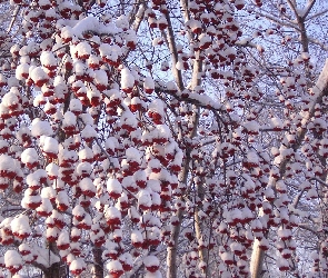 Drzewa, Ośnieżone