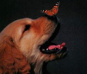 Motyl, Nos, Pies