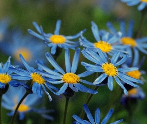 Niebieskie, Margerytki