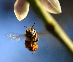 Pszczoła, Łodyga, Lot