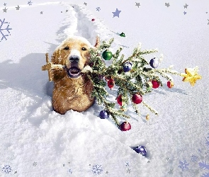 Pies, Święta, Choinka