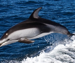 Woda, Skok, Delfin