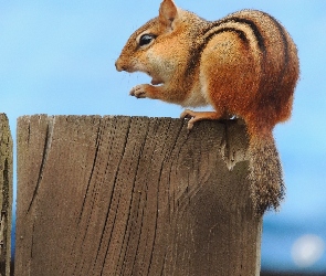 Chipmunk, Deska