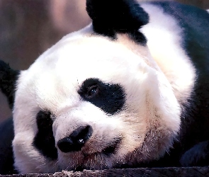 Smutna, Panda