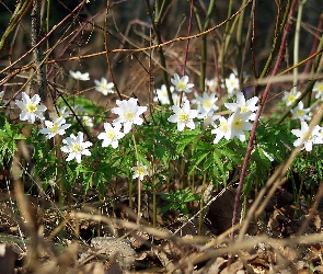 Białe, Zawilce, Kwiatuszki