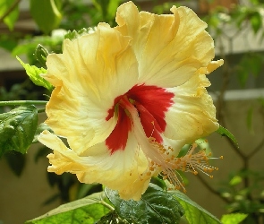 Zółty, Hibiskus