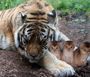 Trzy, Kotki, Tygrys