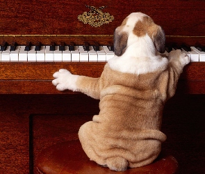 Pies, Fortepian, Śmieszne