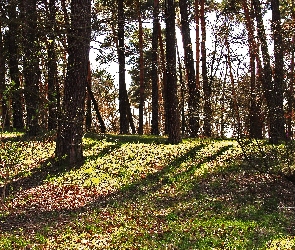 Las, Przedwiośnie, Drzewa