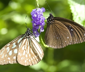 Motyle, Kwiatek, Dwa