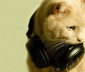 Kot, Słuchawki, Muzyka