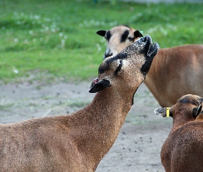Owce, Kameruńskie