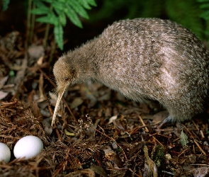 Kiwi, Gniazdo, Nielot, Jajka, Ptak