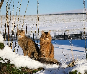 Dwa, Śnieg, Koty