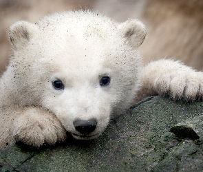 Niedźwiadek, Polarny