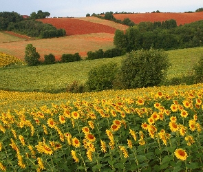 Słoneczniki, Drzewa, Pola