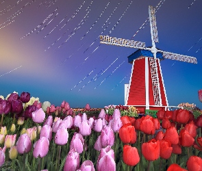 Wiatrak, Holandia, Tulipanów, Pole