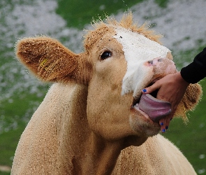 Język, Dłoń, Krowa