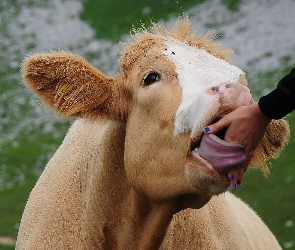 Krowa, Dłoń, Język