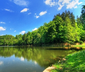 Staw, Drzewa, Łąka