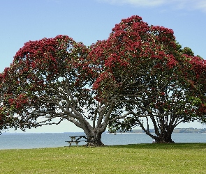 Ławeczka, Pohutukawa, Drzewo, Kwitnące, Łąka