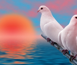 Białe, Gołębie, Dwa