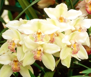 Biała, Orchid, Cymbidium, Odmiana