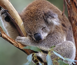 Śpiący, Drzewo, Koala