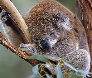 Koala, Drzewo, Śpiący