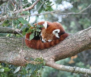 Czerwona, Pandka ruda, Panda