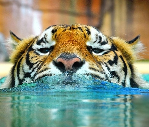 Głowa, Woda, Tygrys