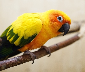 Pomarańczowa, Skrzydła, Zielono-Żółte, Papuga