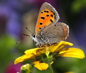Żółty, Kwiat, Motyl