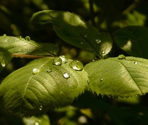 Liście, Rosy, Krople