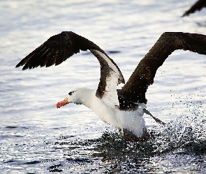 Albatros, Woda, Skrzydła, Rozłożone