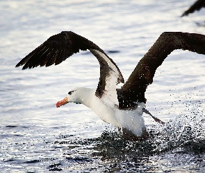 Woda, Skrzydła, Albatros, Rozłożone