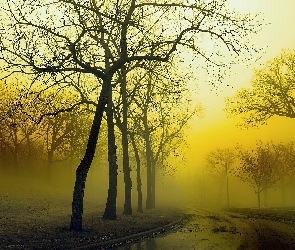 Drzewa, Mgła, Droga