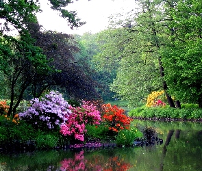 Wiosna, Rododendrony, Woda, Park
