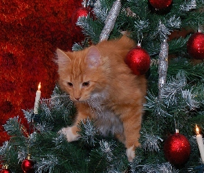Kot, Boże Narodzenie, Świeczki, Bombki, Choinka