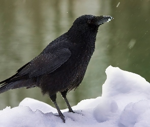 Gawron, Śnieg