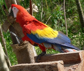 Kolorowa, Ara, Papuga